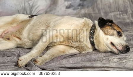 Happy Young White With Black Spots Dog Half-breed