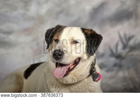Happy Young White With Black Spots Dog Half-breed