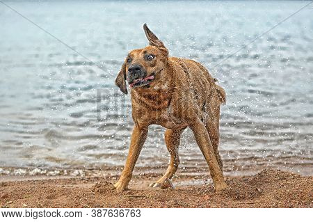 The Red Dog Shakes Off The Water
