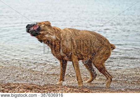 The Red Dog Shakes Off The Water