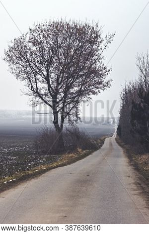 Dreary, Lonely Country Road And Tree In Winter In Near Austerlitz, Moravia, Czech Republic, A Moody 