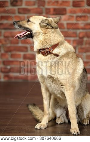 Light-colored Mongrel In The Studio With A Happy Face