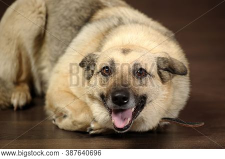 Light-colored Mongrel In The Studio With A Happy Face