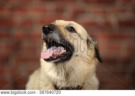 Mongrel In The Studio With A Happy Face