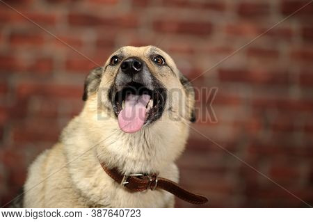Mongrel In The Studio With A Happy Face