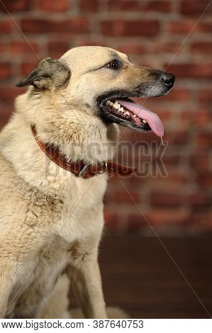 Mongrel In The Studio With A Happy Face