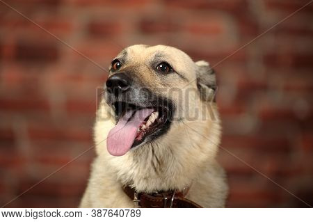 Mongrel In The Studio With A Happy Face