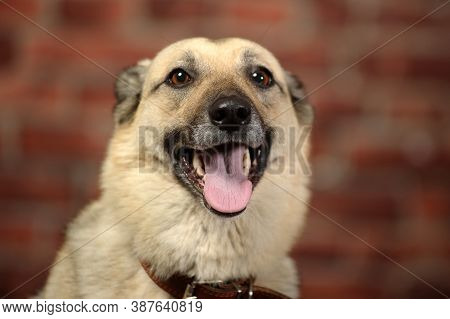 Mongrel In The Studio With A Happy Face