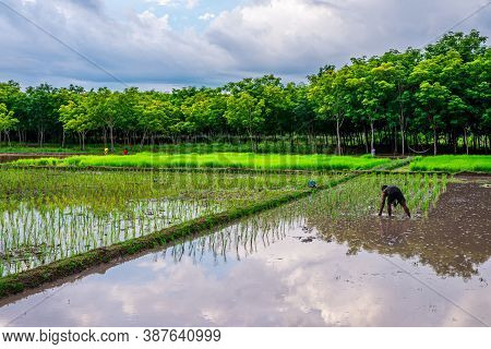 Pattalung, Thailand - Aug 29, 2020 : Rice Field, Agriculture, Paddy, With Farmer And White Cloud And