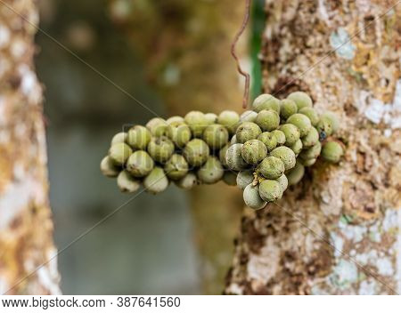 Lasium Demesticum (name Thai Longkong) On Tree Blurred Background, Macro