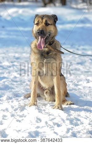Dog Half-breed Terrier In Winter Close Up
