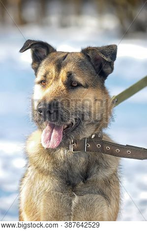 Dog Half-breed Terrier In Winter
