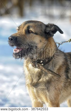 Dog Half-breed Terrier In Winter