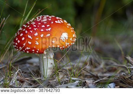Red Mushroom Fly Agaric Amanita Muscaria In The Wild, In The Summer Forest. Blurred Background