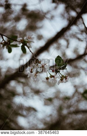 Spring White Cherry Flowers With Green Leaves