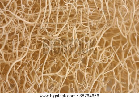 luffa tło