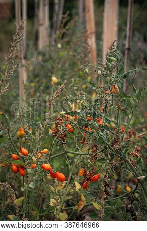 Small Tomatoes Growing In French Permaculture Garden