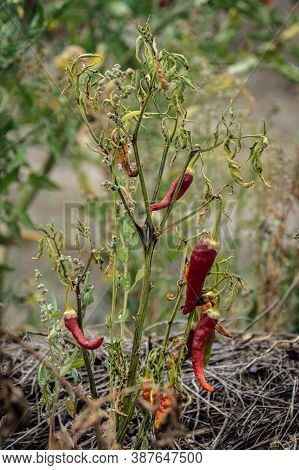 Red Chilli Peppers Growing In Permaculture Garden