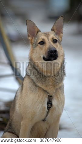 Half-breed Sheepdog On A Winter Background