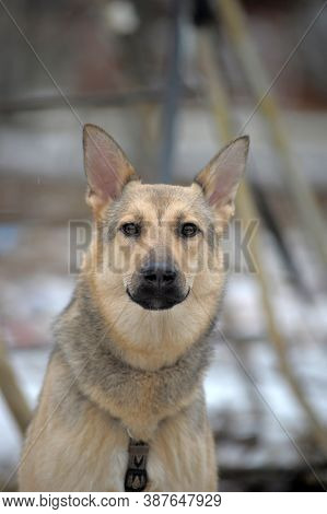 Half-breed Sheepdog On A Winter Background