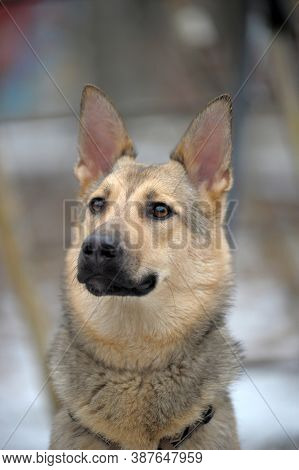 Half-breed Sheepdog On A Winter Background