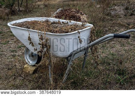Old Wheelbarrow Serving As Flower Bed In Permaculture Garden