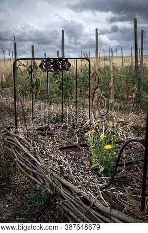 Old Rusty Bed Turned Into A Flower Bed In A Permaculture Garden
