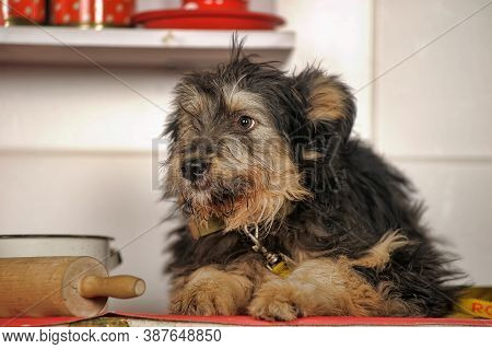 Cute Black And Brown Dog Mongrel Mestizo Terrier