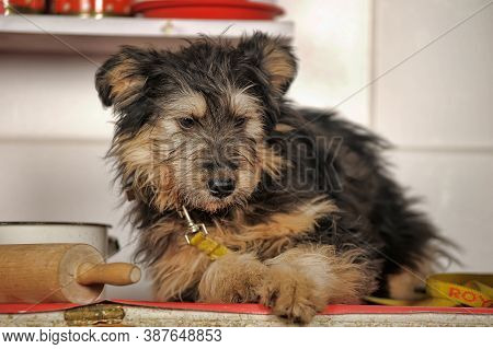 Cute Black And Brown Dog Mongrel Mestizo Terrier