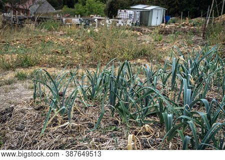 Leek And Onions Growing In Permaculture Garden