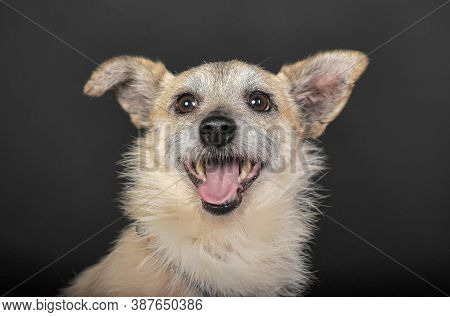 Small Mongrel Terrier On A Dark Background