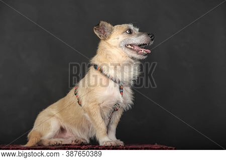 Small Mongrel Terrier On A Dark Background