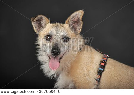 Small Mongrel Terrier On A Dark Background