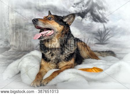 Half-breed Shepherd Dog On A Winter Background