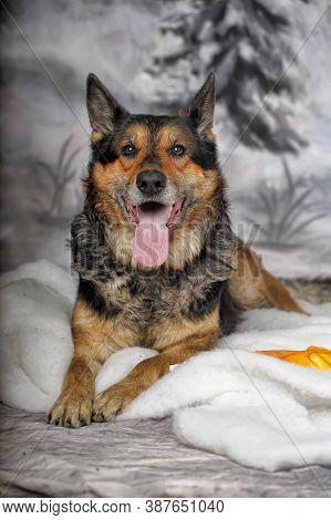 Half-breed Shepherd Dog On A Winter Background