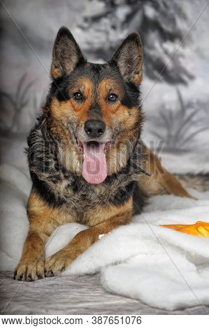 Half-breed Shepherd Dog On A Winter Background