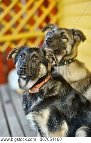 Two Outbred Puppies Of A Mestizo Shepherd Dog Nearby In Collars