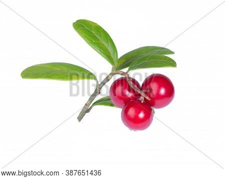 Cranberries With Leaves. Lingonberries. Branches Forest Cowberries Isolated On White. Wild Berry Cow