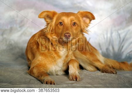 Beautiful Little Red Dog Mongrel On A Light Background