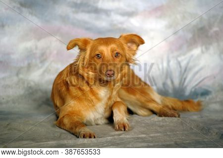 Beautiful Little Red Dog Mongrel On A Light Background