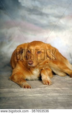 Beautiful Little Red Dog Mongrel On A Light Background