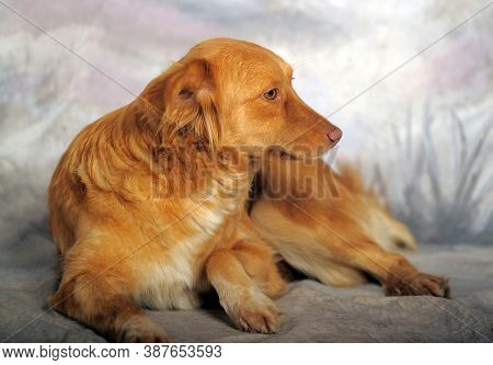 Beautiful Little Red Dog Mongrel On A Light Background