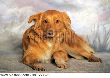 Beautiful Little Red Dog Mongrel On A Light Background