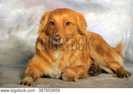 Beautiful Little Red Dog Mongrel On A Light Background