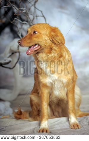 Beautiful Little Red Dog Mongrel On A Light Background