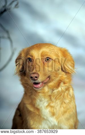 Beautiful Little Red Dog Mongrel On A Light Background