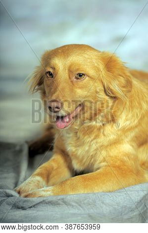 Beautiful Little Red Dog Mongrel On A Light Background