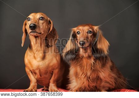 Two Dachshunds, Short-haired And Long-haired Together In The Studio