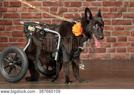 Disabled Dog With A Wheelchair  Close Up