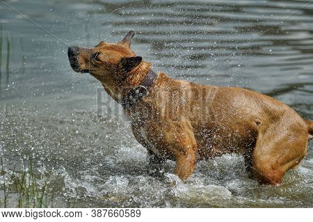 The Dog  Shaken In The Water